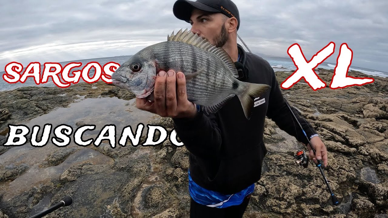 Buscando Sargos Gigantes desde ROCAS en Lanzarote