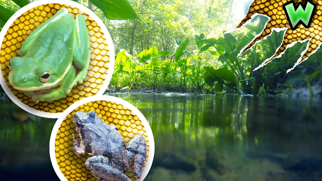 How to Find Frogs in a Stream
