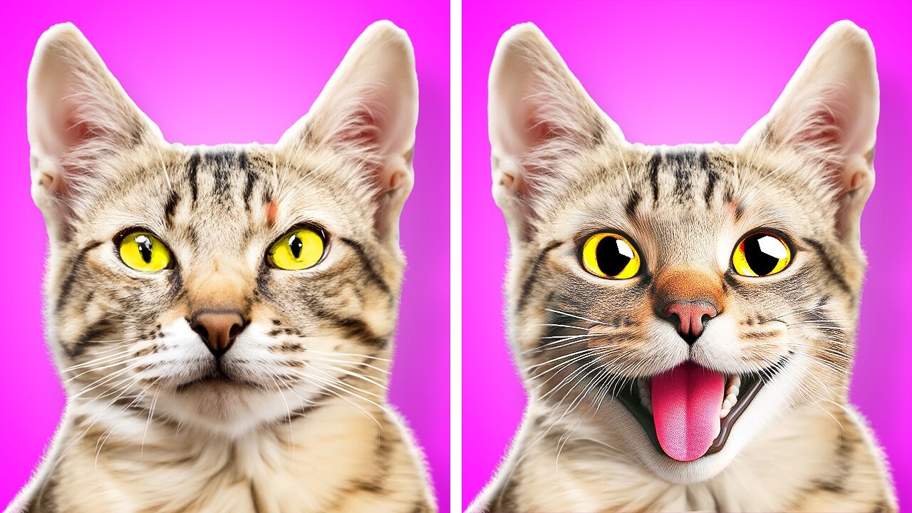 I Saved a Cat From Dental Caries|Best Crafts and Fidgets for Your Fluffy Friend by Meow-some! Live