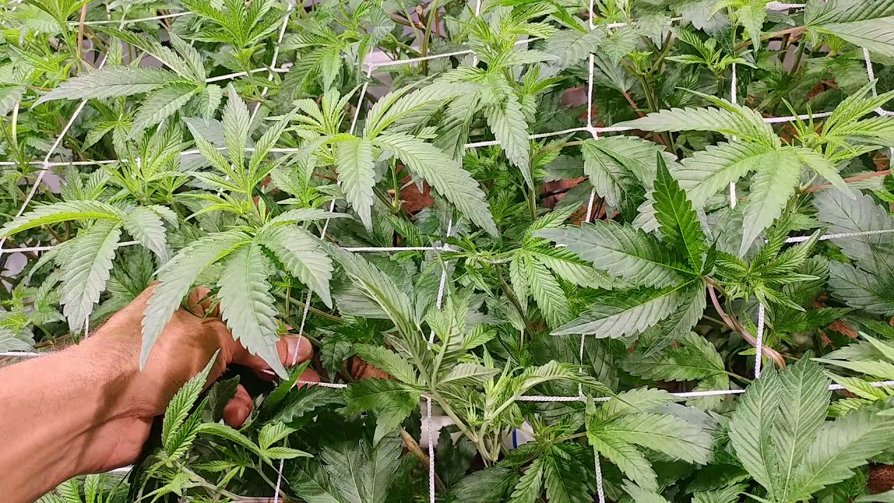 How to get a perfect canopy! Gorilla Glue JUNGLE!