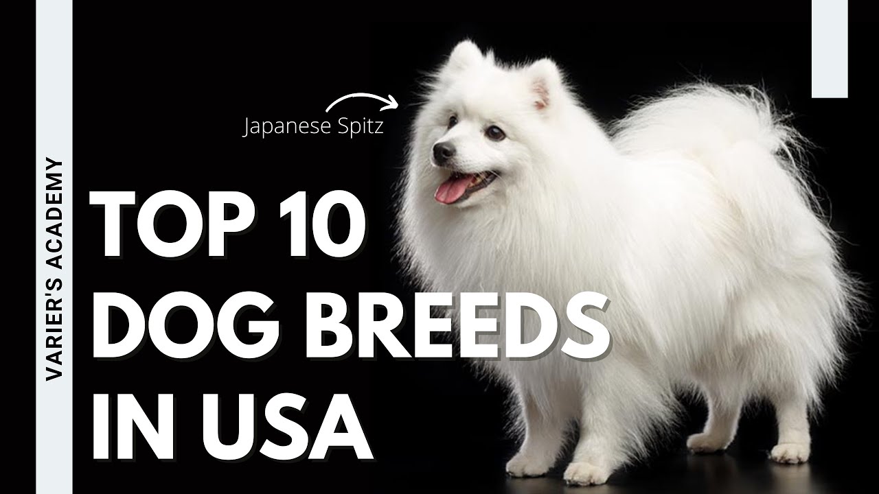 Top 10 Dog Breeds in USA | Fascinating Facts and Traits| #doglovers #cutedogs | Varier's Academy