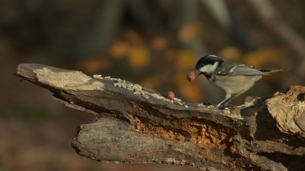 Wild Explorers  -  How do birds feed