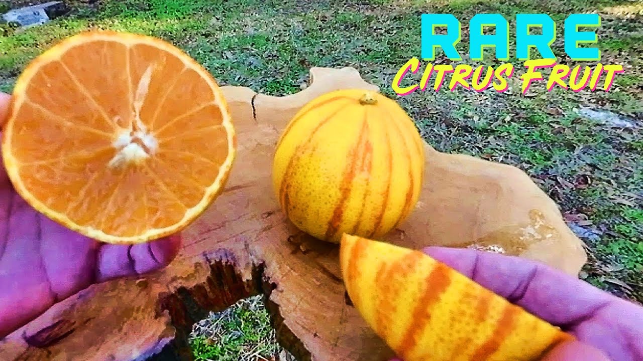 MOST BEAUTIFUL 🍊ORANGE In the World - Variegated Minneola Tangelo • RARE • Delicious