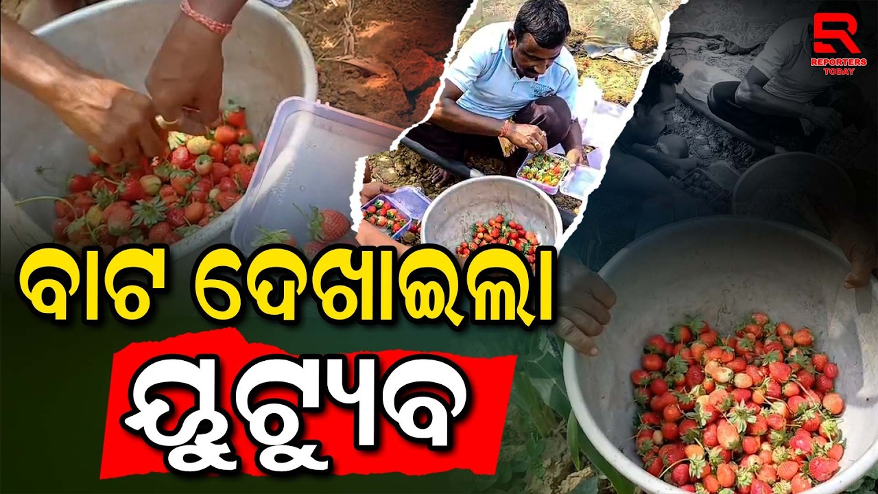 ଗ୍ରାମାଞ୍ଚଳରେ ଷ୍ଟ୍ରବେରୀ ଚାଷ କରି ସ୍ୱାବଲମ୍ବୀ ହୋଇଛନ୍ତି || YouTube Showed The Way || Hatadihi