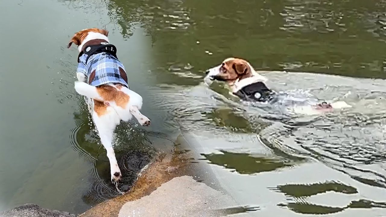 【衝撃】子犬のジャックラッセルテリアが真冬に池に飛び込む？池のあるドッグランに大興奮！【Jack Russell Terrier】【ジャックラッセルテリア】
