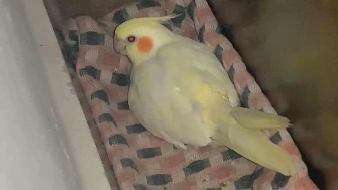 Mamãe alimentando o filhote🐣🦜