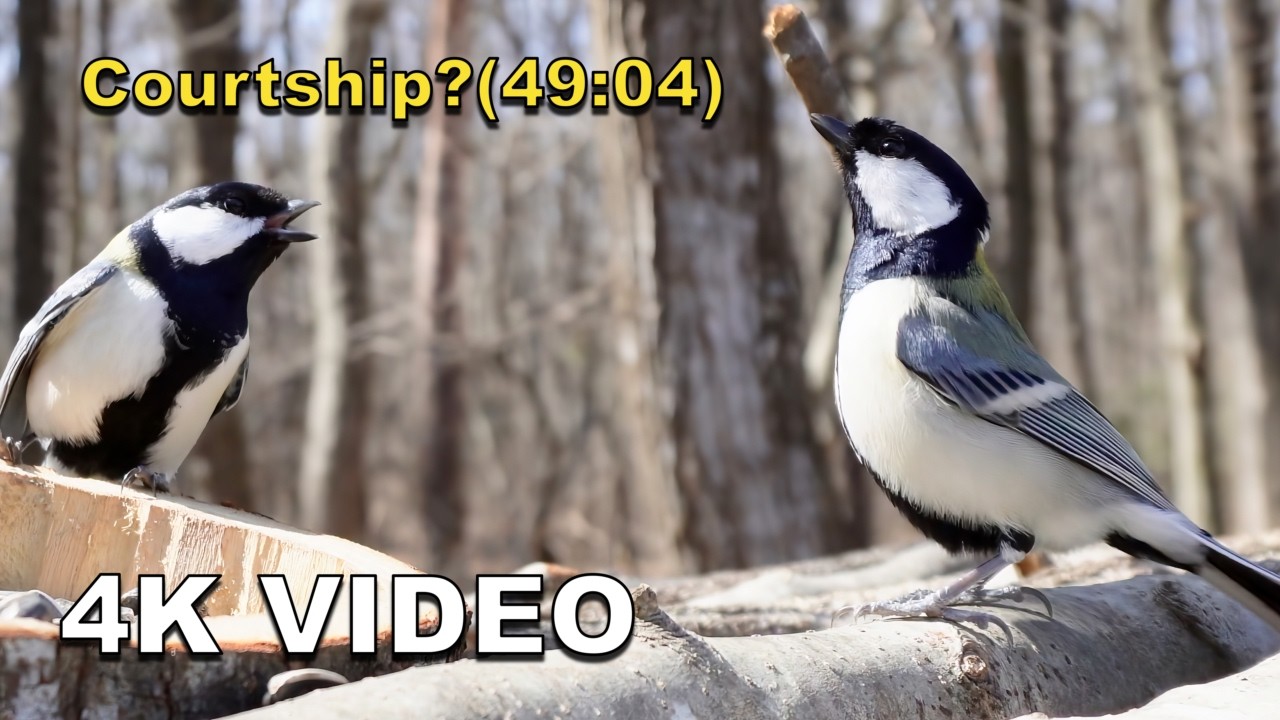 Is this Courtship? 💘 Mysterious Behavior in Strong Wind (6°C/43°F) | 4K Wild Bird ASMR