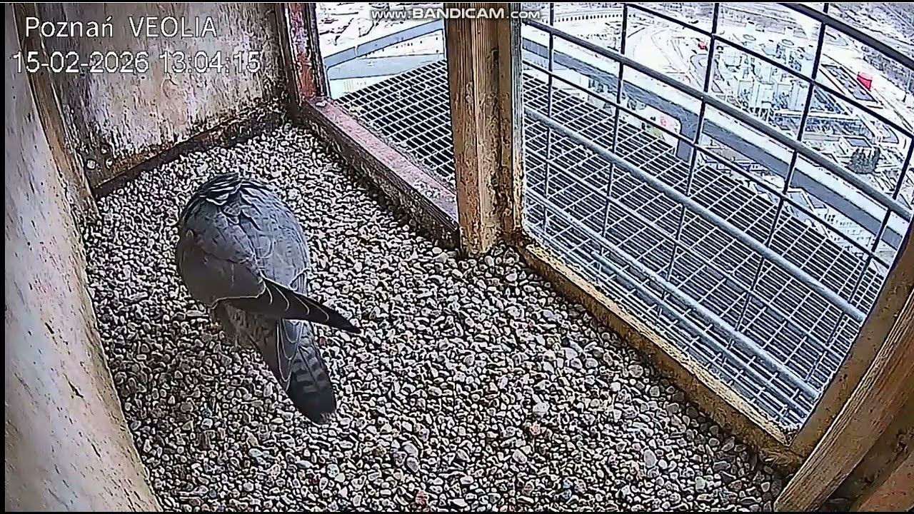 VEOLIA Poznań PL-Velio flew into nest, inviting. Female can be heard, sitting on roof-2026 02 15 14