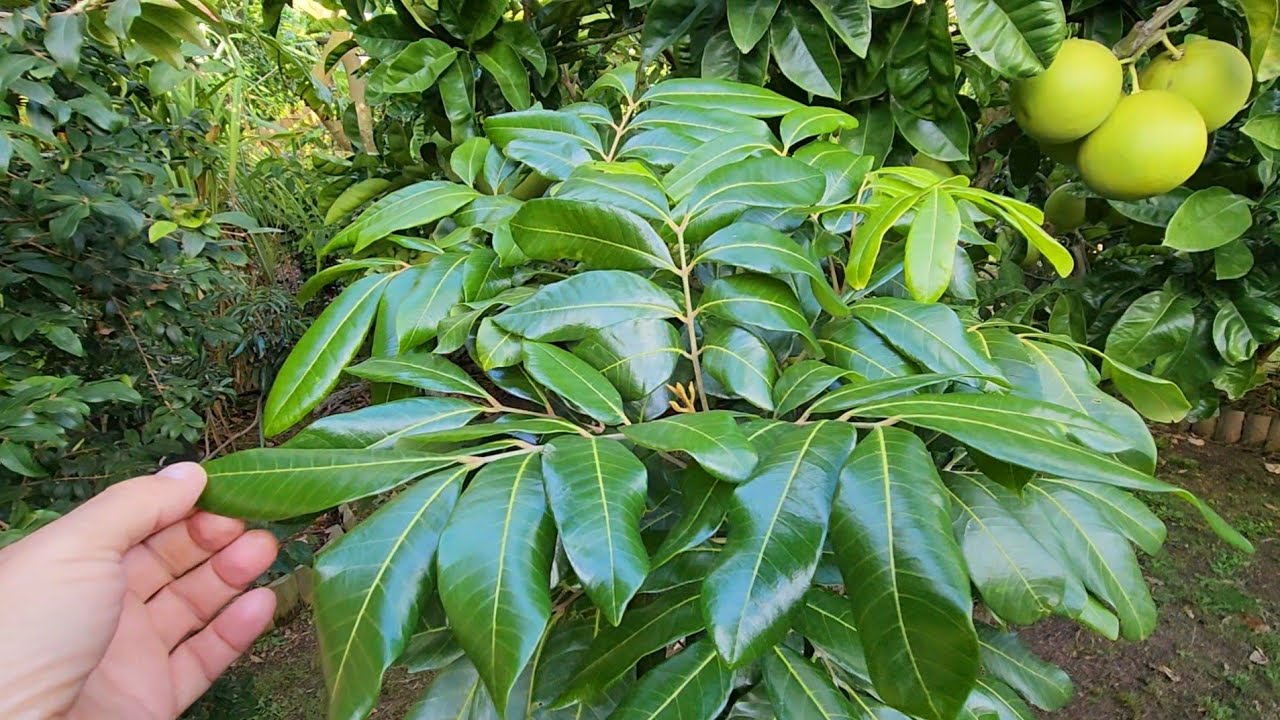 My Longan Tree Collection In Early Winter 2023