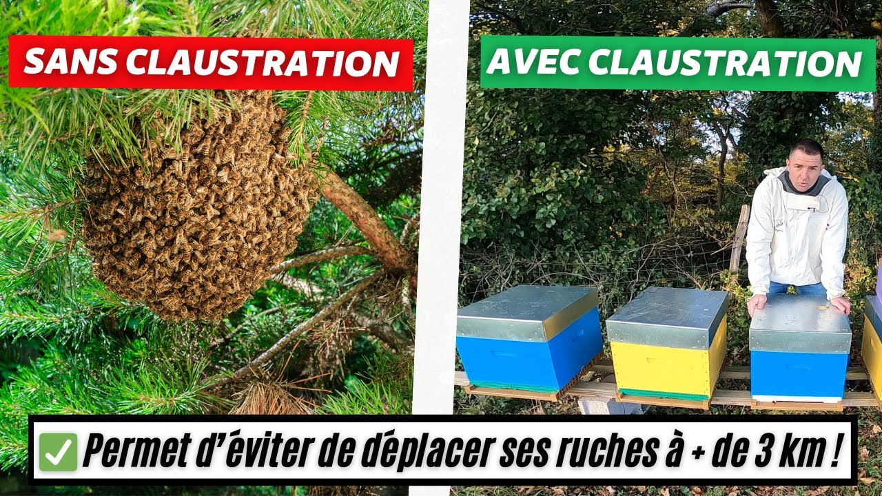 Claustration d’un essaim – ÉVITER les 3 km de déplacement et/ou FIXER un essaim dans sa ruche !