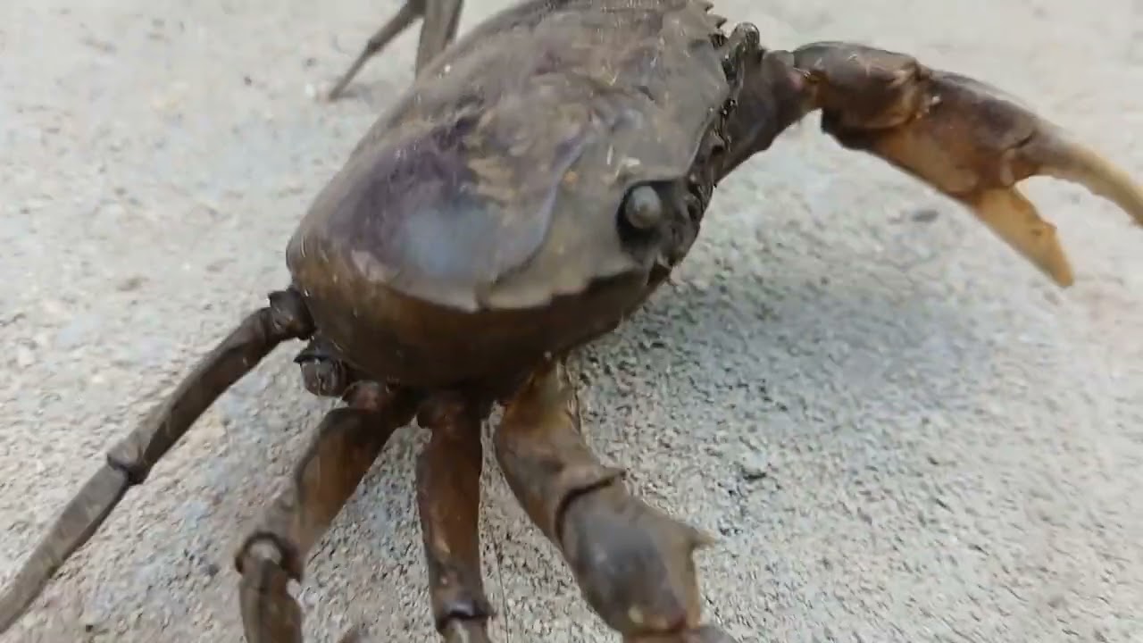 Nó là Cua - Tôi là Rùa))))):