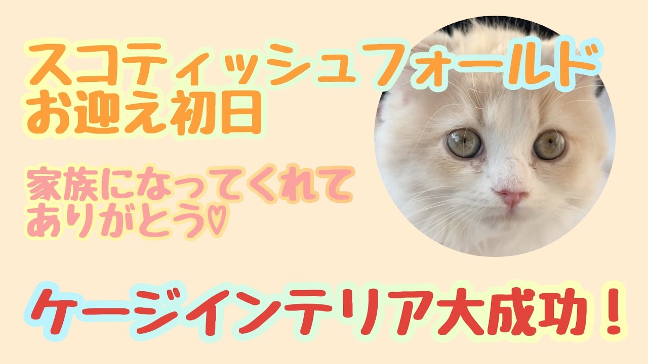 スコティッシュフォールドお迎え初日！ケージインテリア大成功！