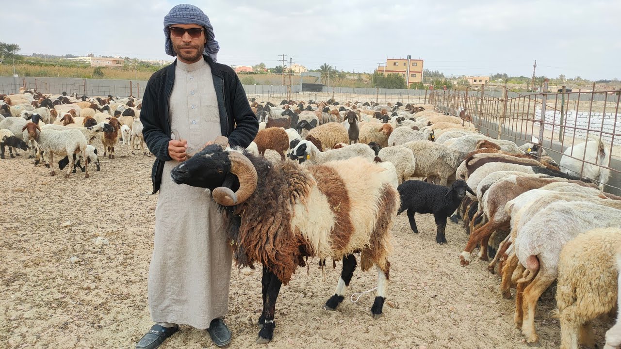 من مزرعه البارون وأفضل سلالات النعجات البرقى الحر عشر ووالد الاسعار ممتازه مش هتلاقيها  عند اي حد