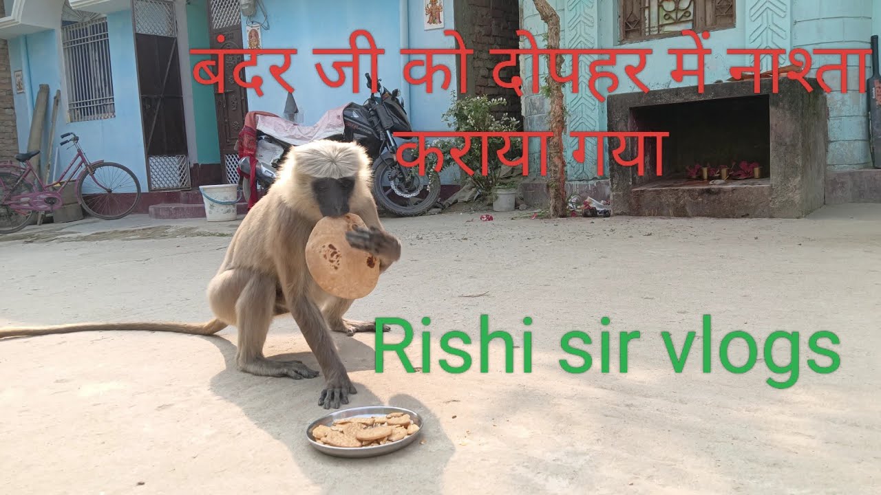 बंदर जी को नाश्ता कराया गया@Rishisirvlogs 