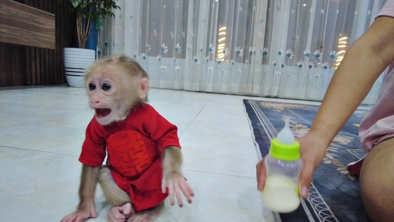 Suddenly, Baby Monkey Kiti got angry when his mother replaced him with a new milk bottle
