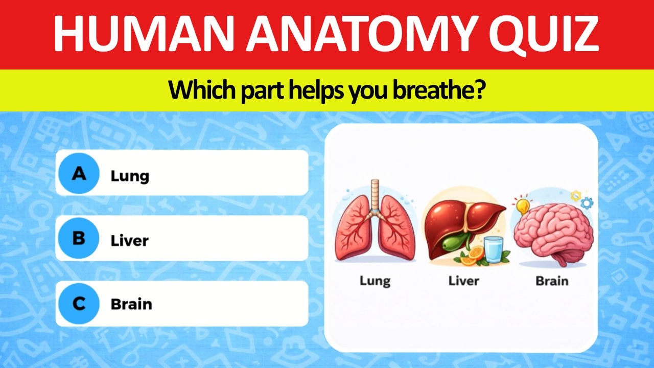 Only Smart People Can Pass This Human Anatomy Quiz 🧠