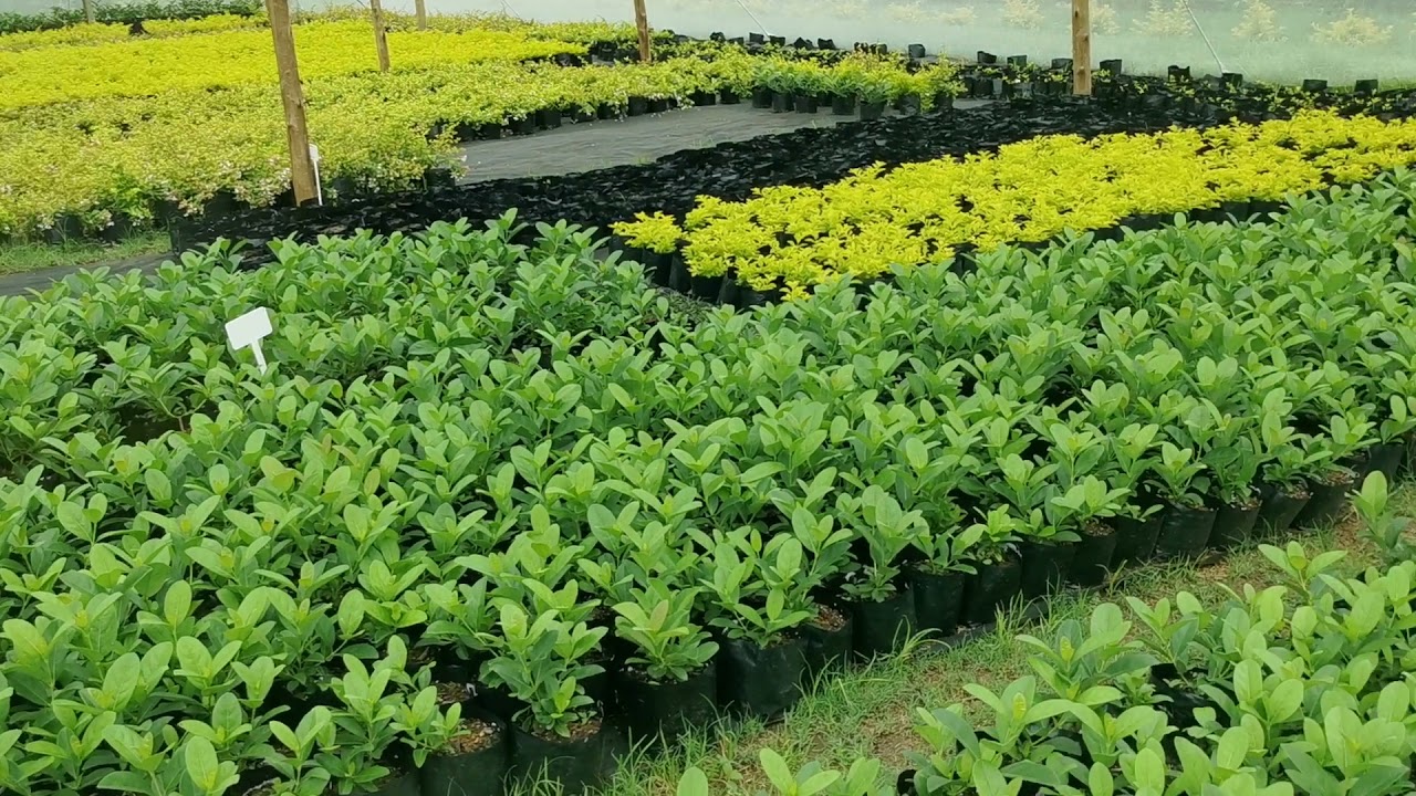 Our 1st produce of Duranta, Viburnum and Abelia plants in 4L bags