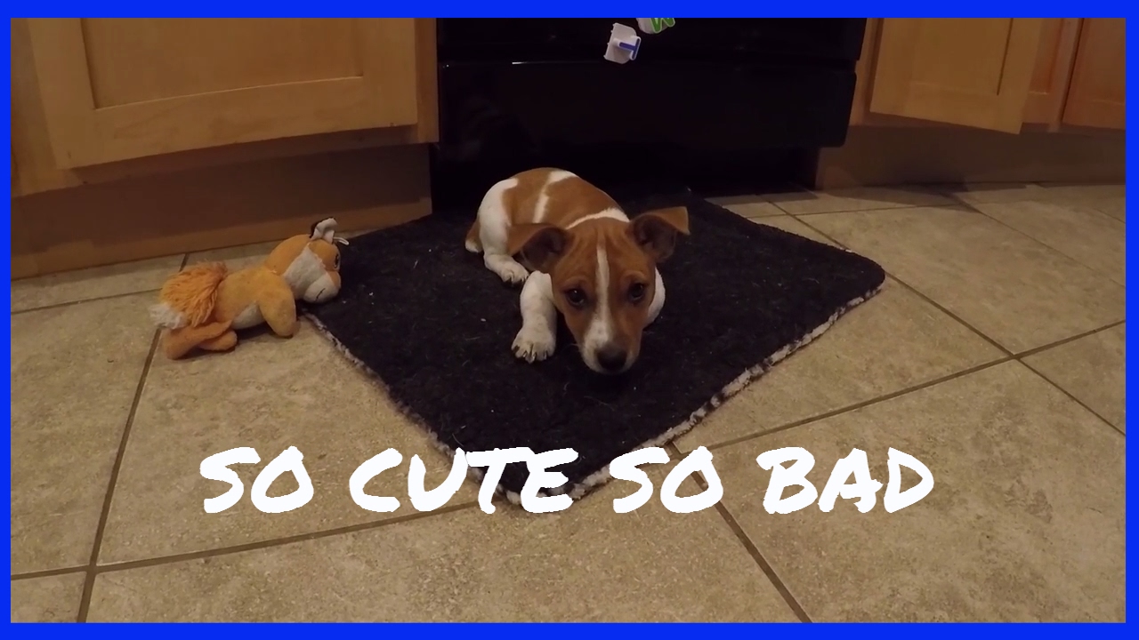 Bad Puppy - Life with a new Jack Russell
