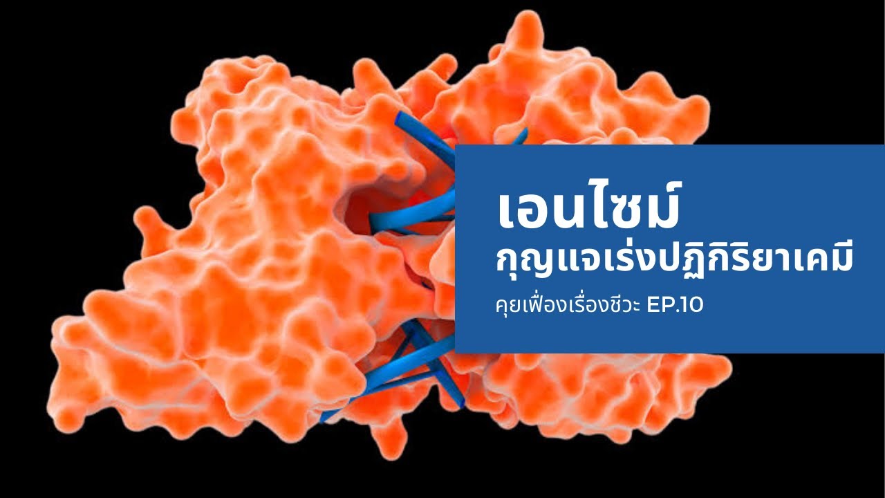 เอนไซม์ กุญแจเร่งปฏิกิริยาเคมี | The Projectile