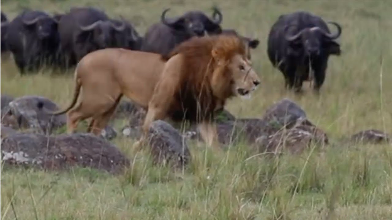 Angry buffalo herd can't stand the sight of lions