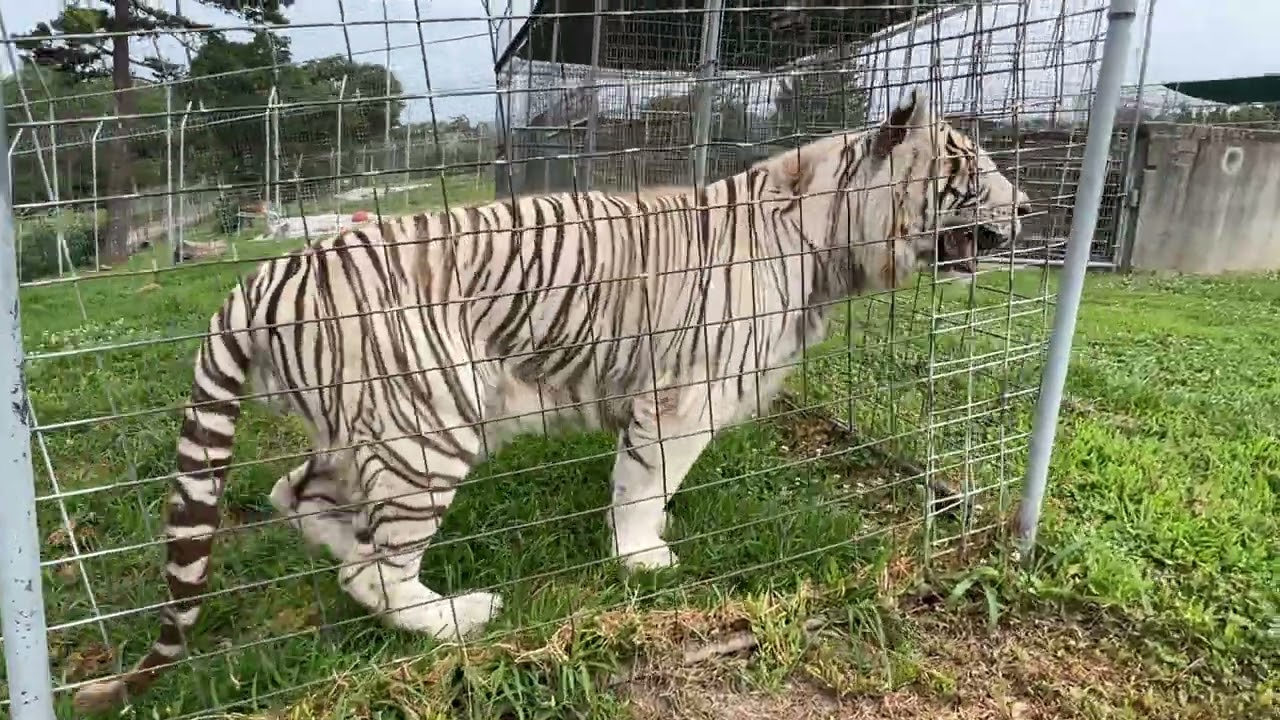 Good Morning from Roman Tiger  #tiger #cat #cats #catvideos #catvideo #whitetiger