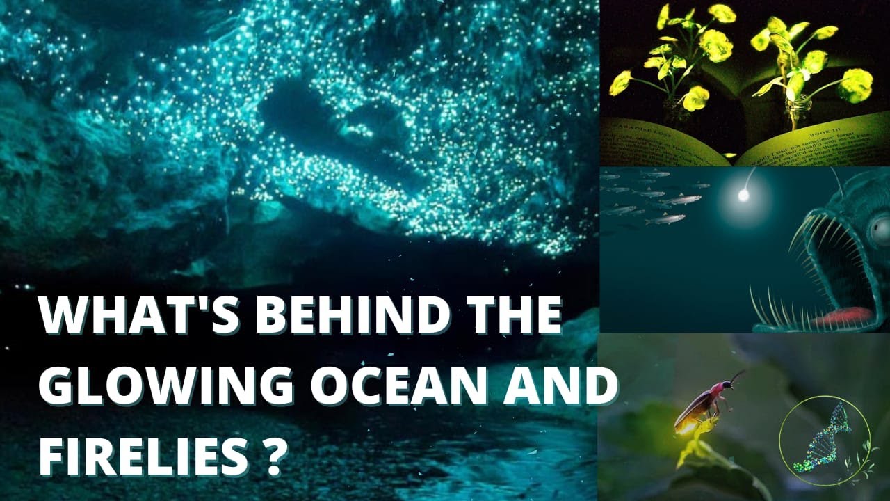 What's behind the glowing ocean and fireflies? | Bioluminescence | BiosCognito