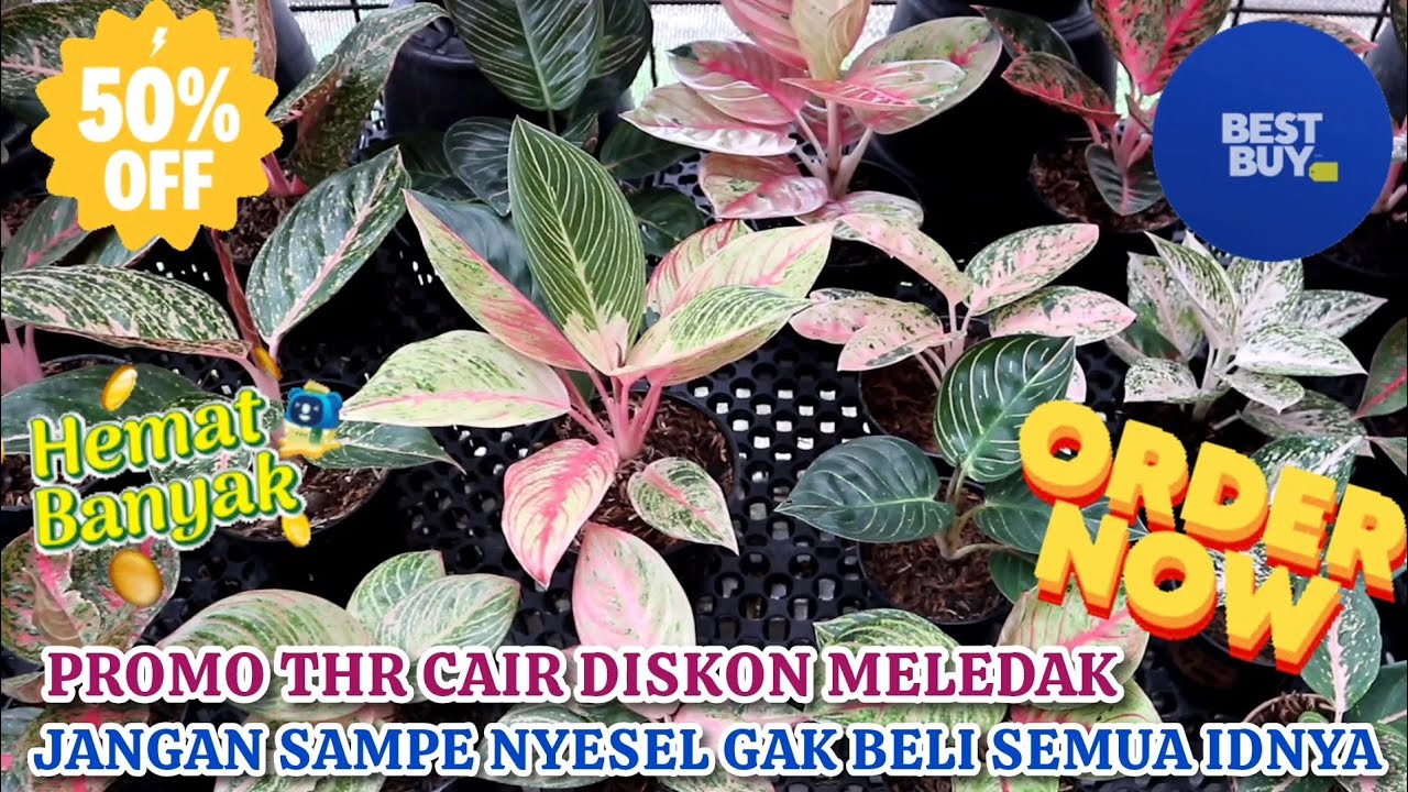 SPESIAL THR CAIR SAMBUT DISKON MELEDAK HARGA SEMAKIN MURAH. NYESEL KALAU SAMPE GK KEBAGIAN. Eps 1611