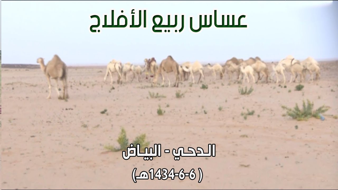 عساس ربيع الأفلاج | الدحي - البيضان 6-6-1434هـ