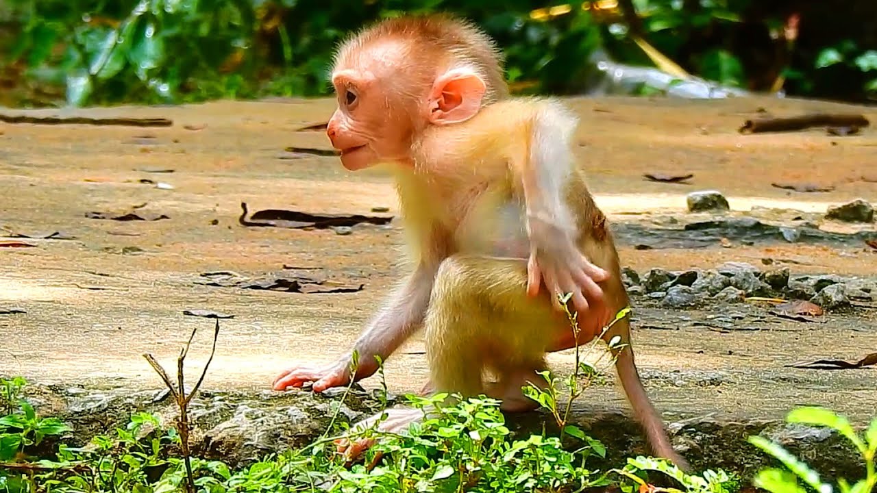 Baby Leo want play While mama Libby comfort & protect him