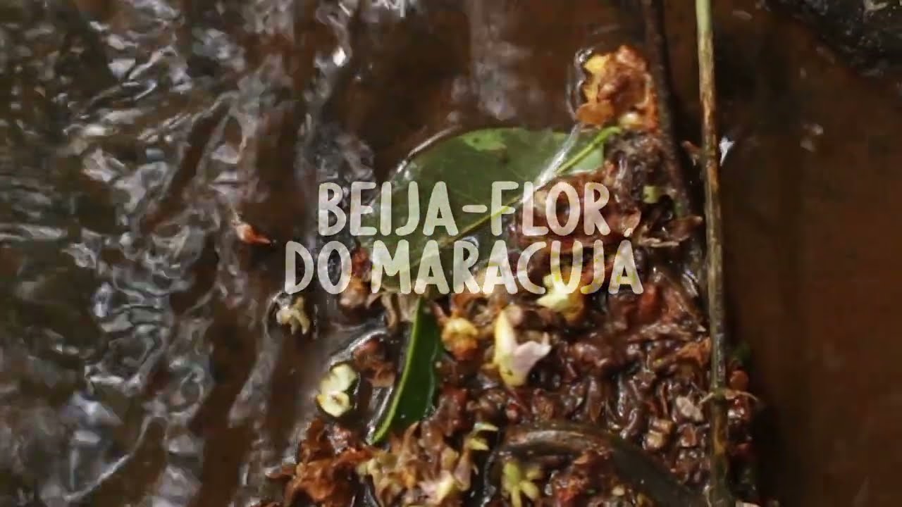 Robson Thomas - RIBEIRO | Beija-flor do Maracujá [visualizer]