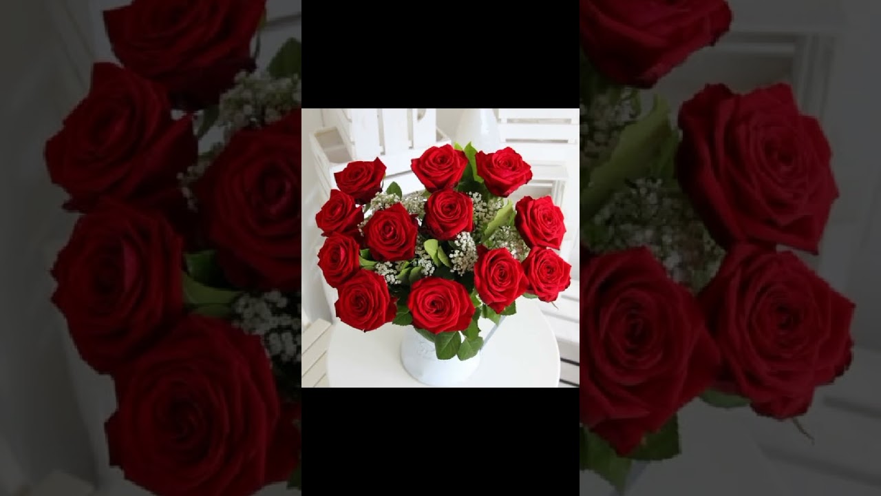 beautiful Red Rose pictures