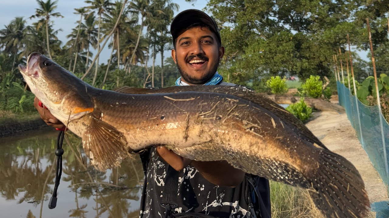 ഒരു ഭയങ്കരനായ മീനിനെ പിടിച്ചപ്പോൾ.. 😱😱 | Snakeheadfishing Videos | Villagefishing Videos | Fishing |