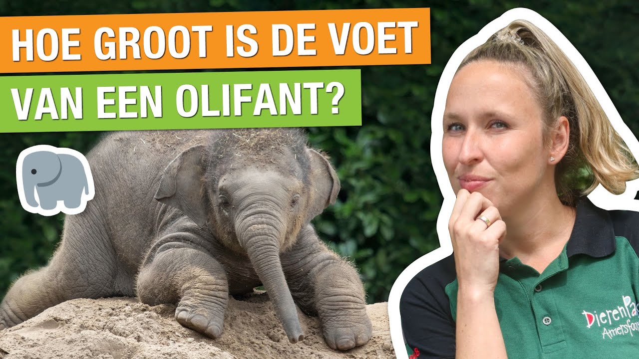 KIJK MEE ACHTER DE SCHERMEN BIJ DE OLIFANTEN! 🐘😱 | Carlijns Dierenvraag #60