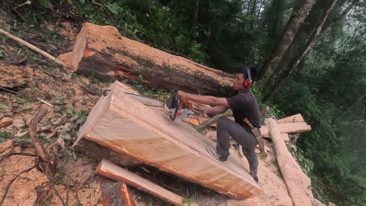 Fast tree ctuting using pawarchen#chainsawwork # in nepali farest