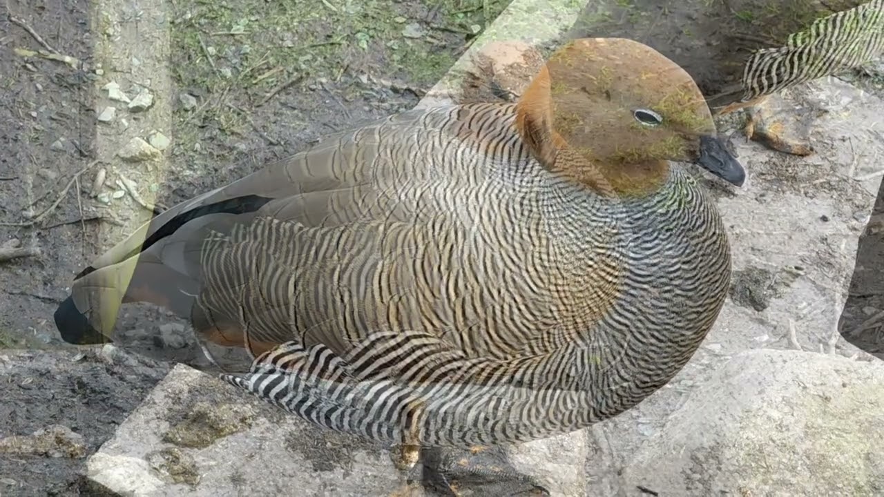 Ruddy Headed Goose