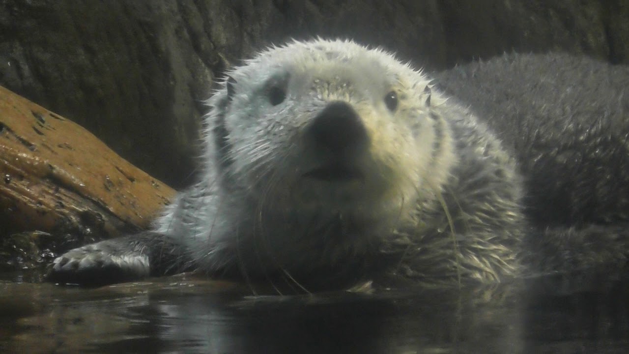 海遊館 ラッコ パタさん 顔洗ってるよ～