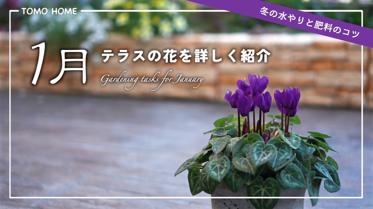 【冬の水と肥料】マーガレットが形よく咲かない？シクラメンが育たない？【1月のガーデン】