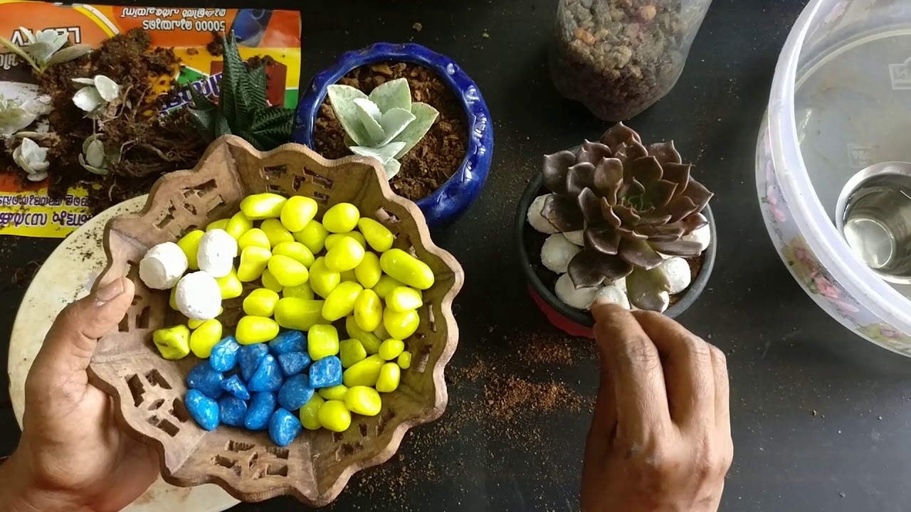 😍Succulents for beginners| സക്ക്യൂലെന്റ്സ് പോടിംഗ് മിക്സ്ചറ് തയ്യാറാക്കാം | Succulent Plants Potting