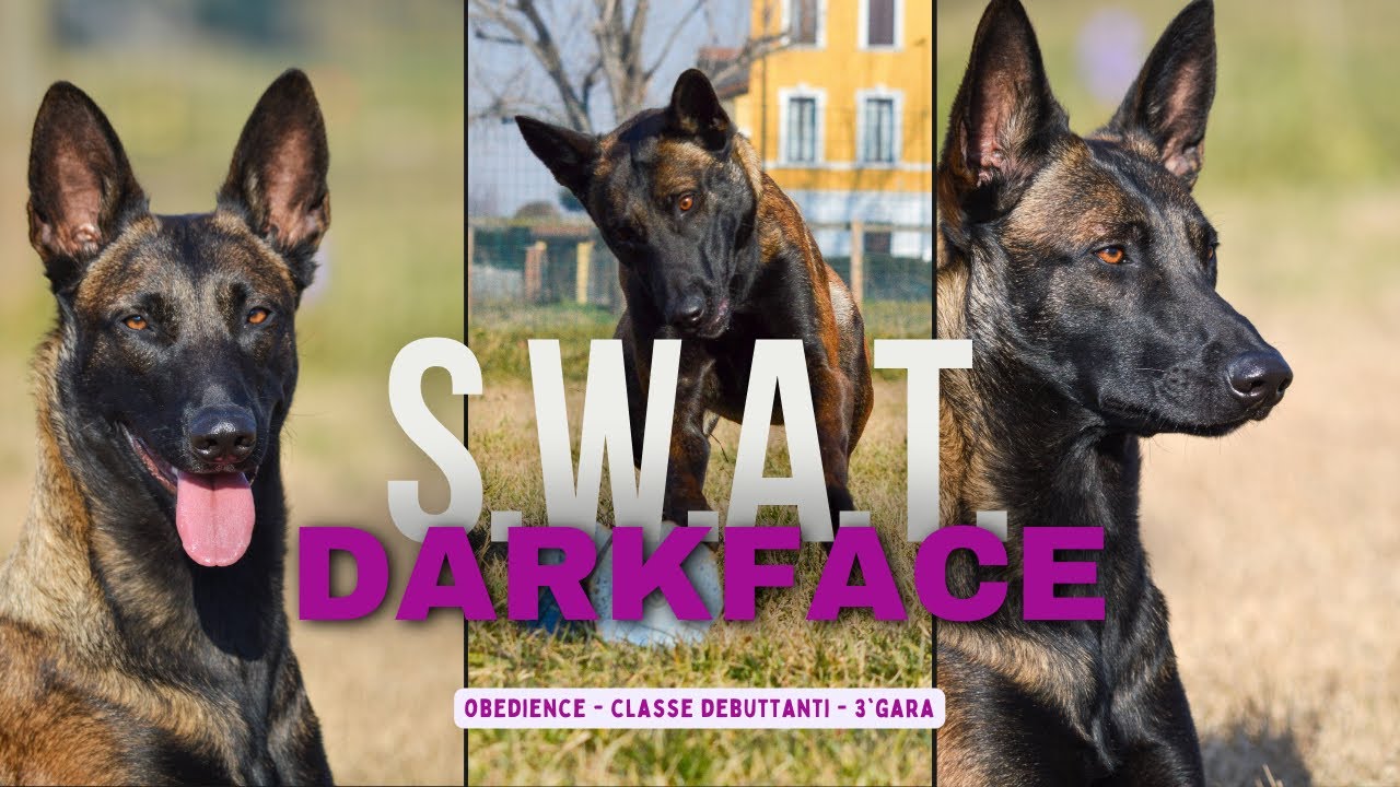 Obedience - debuttanti 