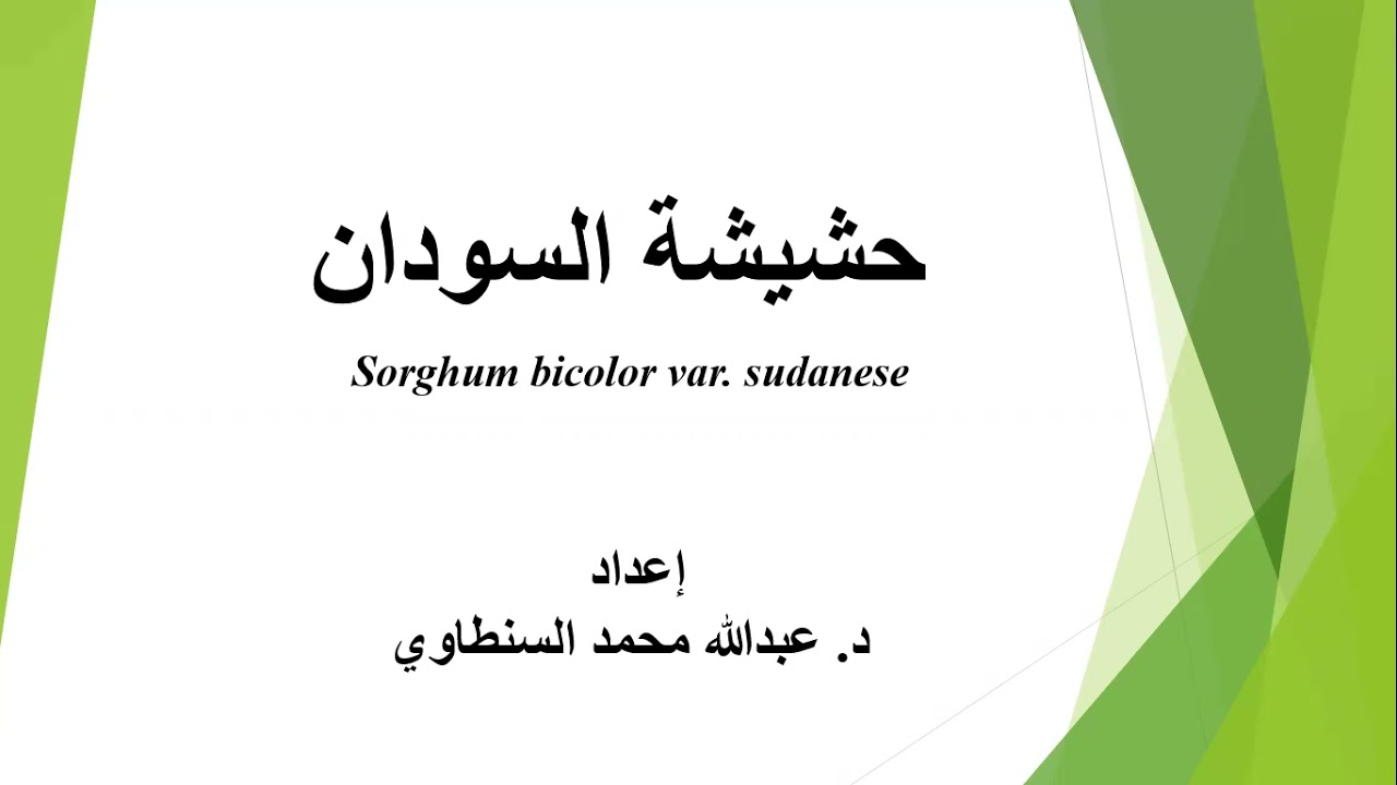 حشيشة السودان