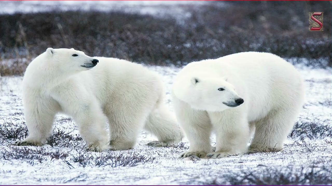 The polar regions