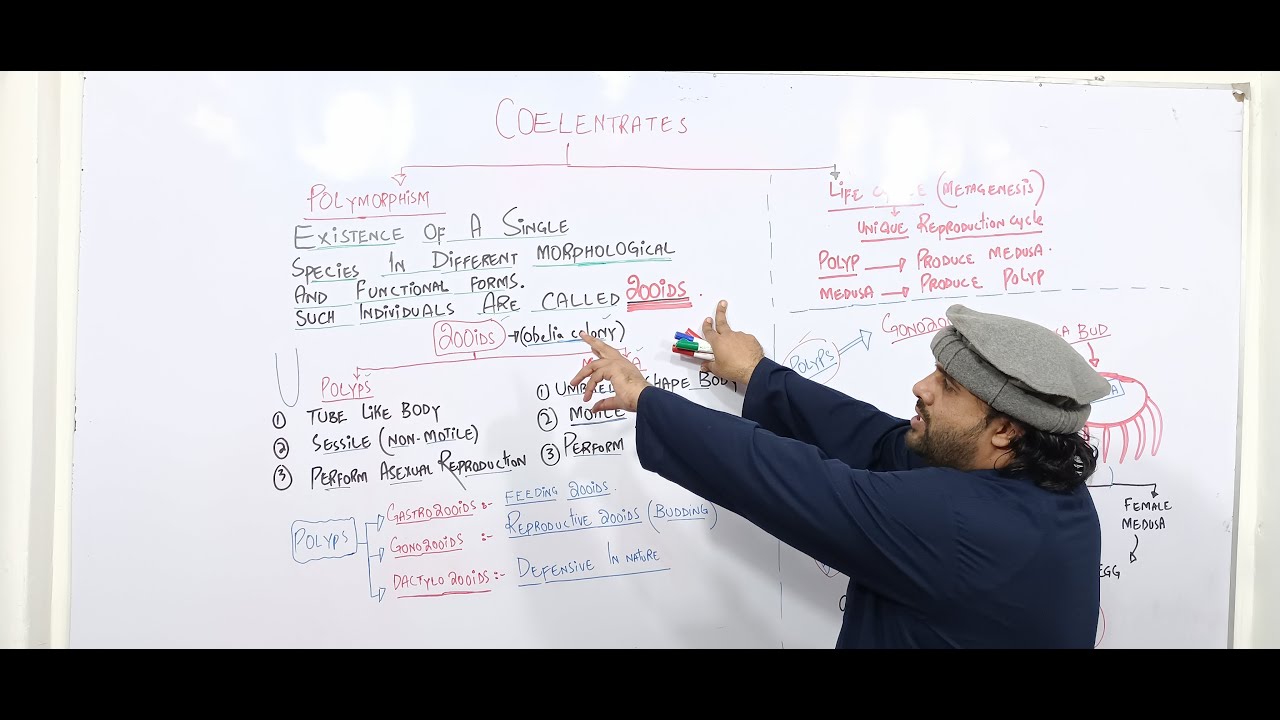 Lec# 4 | part b | polymorphism in coelenterates | Life cycle | Concepts of zooids| By Sajjad Khan