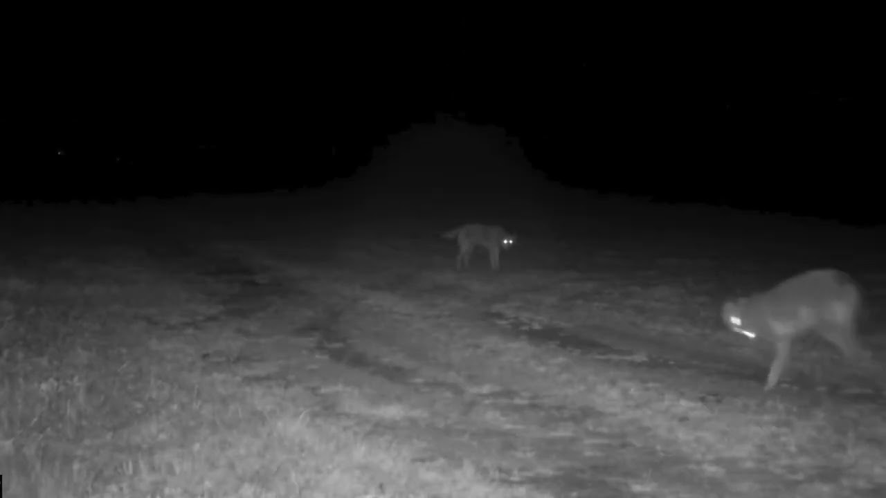 Red wolves howling in North Carolina
