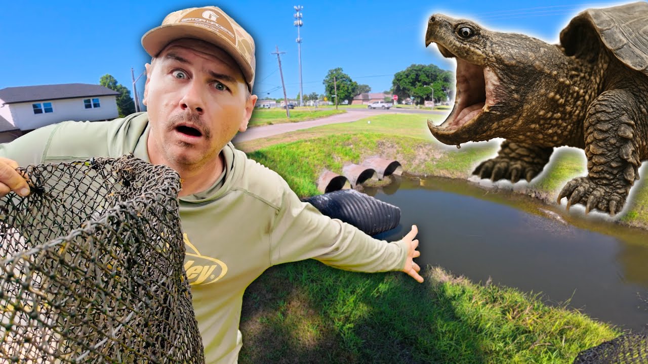 Trapping for Snapping Turtles in a DITCH