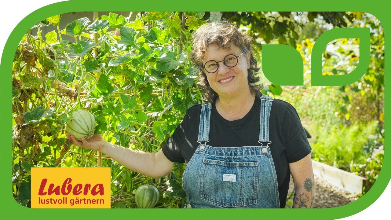 Mehltau an Melonenpflanze: Echten Mehltau und Falschen Mehltau an Melonen erkennen und  bek&auml;mpfen