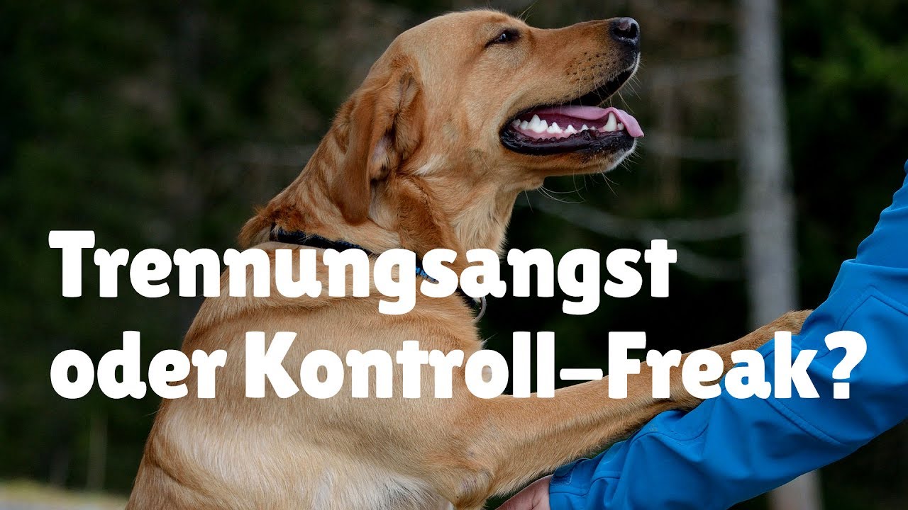 Trennungsangst Hund ► Ist dein Hund ein Kontrollfreak oder hat er Trennungsangst?