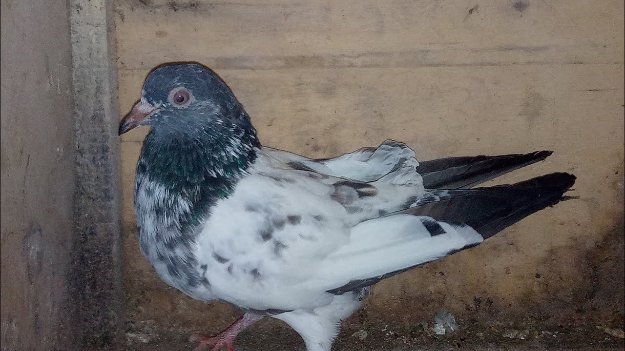 Foroz puri & Kasori cross breed 5 Kali ka patha