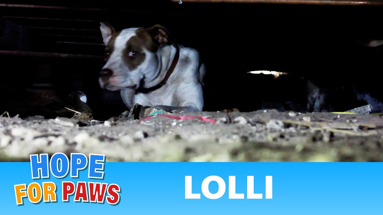 Dog Rescue: Pregnant Pit Bull with 9 puppies - Please share so we can find her a home. 