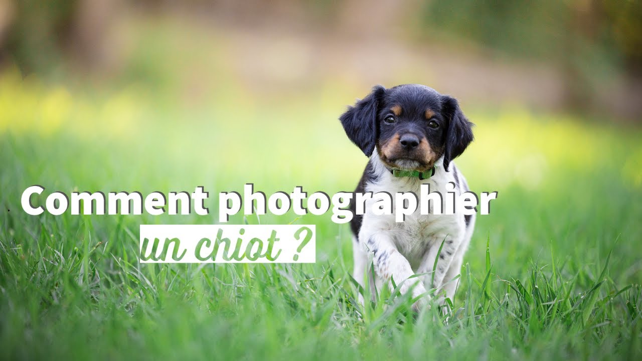Guide ultime pour photographier un chiot énergique : Astuces et conseils pratiques