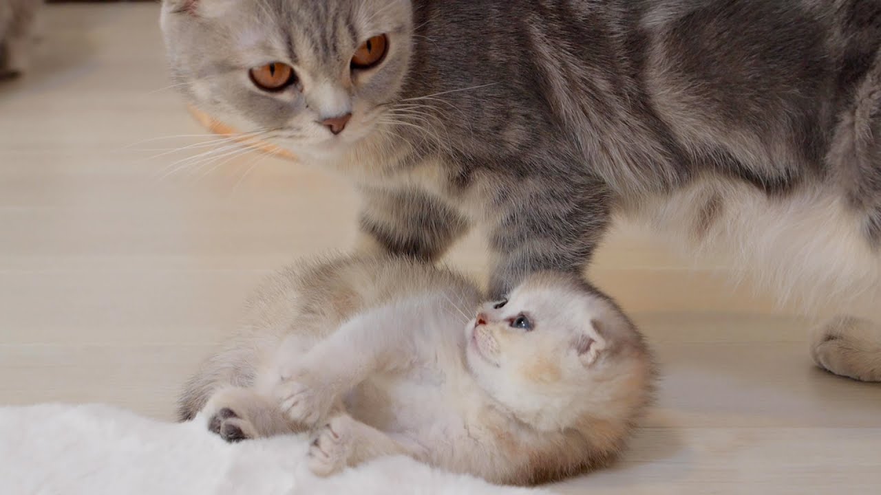The mother cat seems to give up on the mischievous kitten.